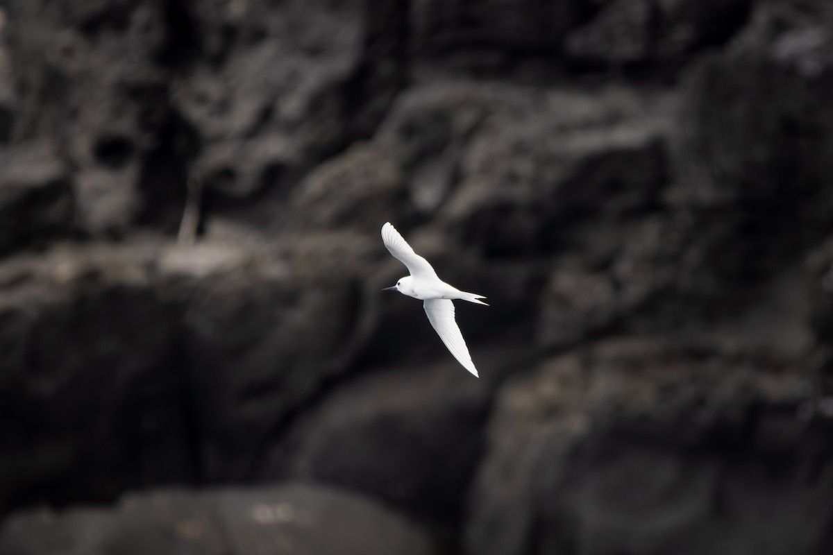 Blue-billed White-Tern - ML645498075