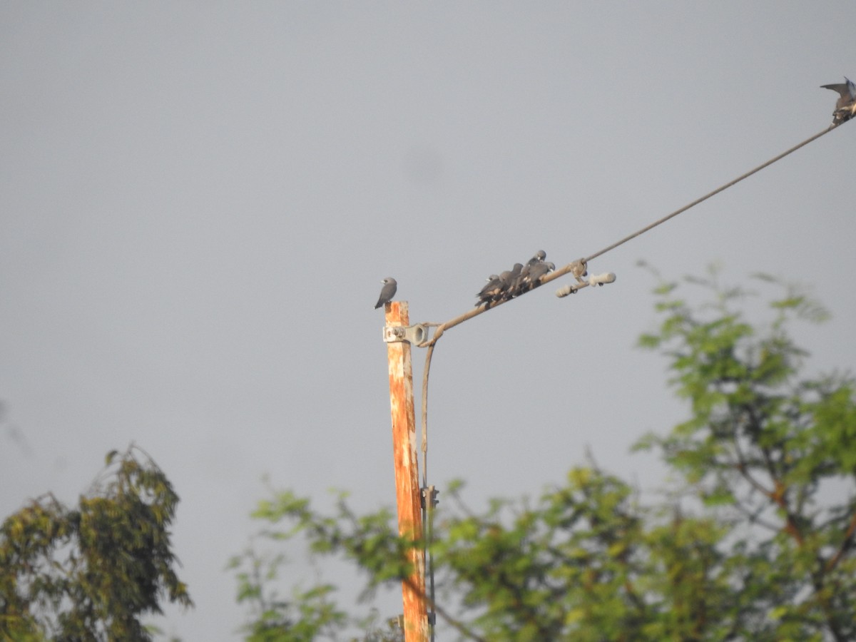 Ashy Woodswallow - ML645498077