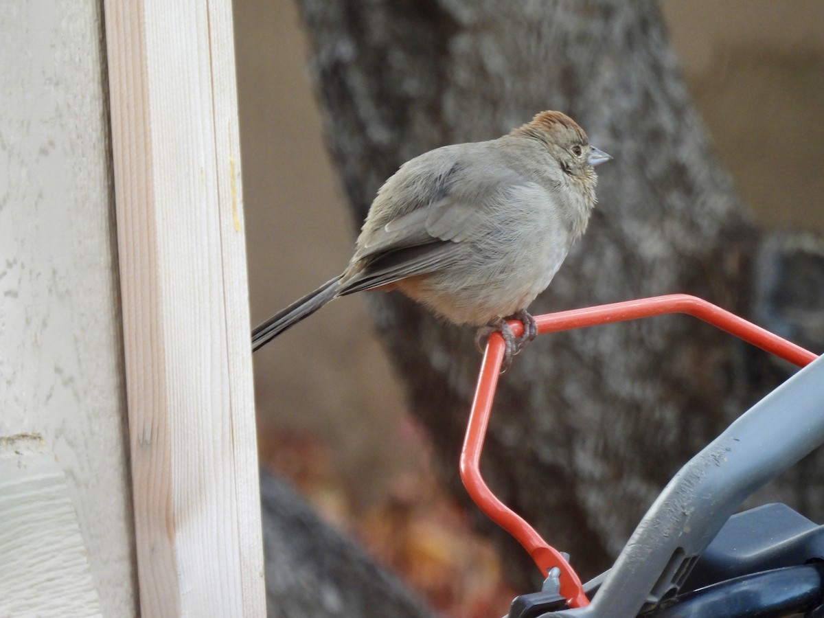 Canyon Towhee - ML645498078
