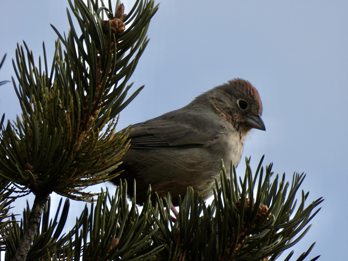 Canyon Towhee - ML645498079
