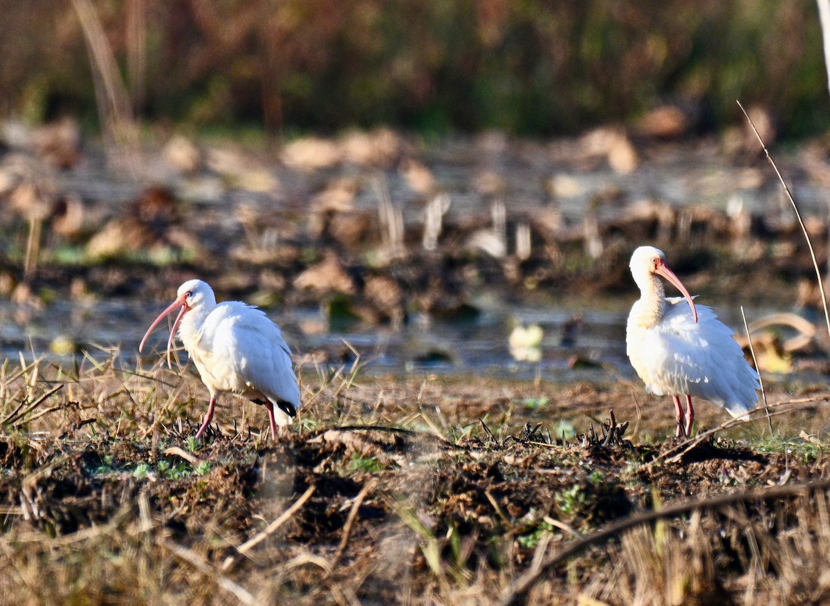 White Ibis - ML645498080