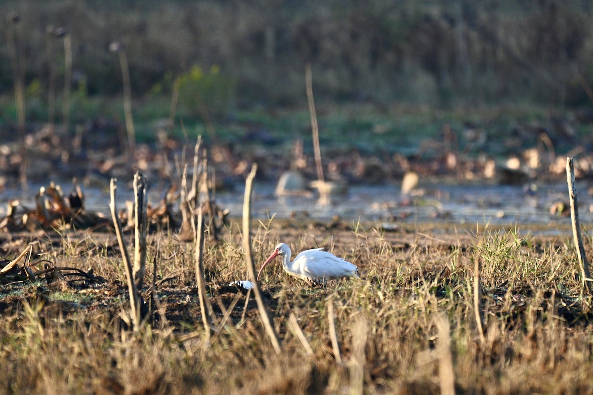 White Ibis - ML645498081