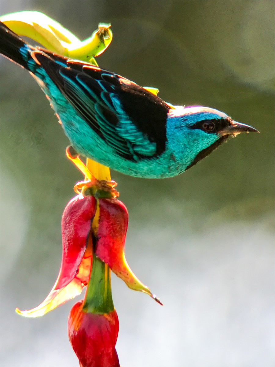 Blue Dacnis - ML645498082