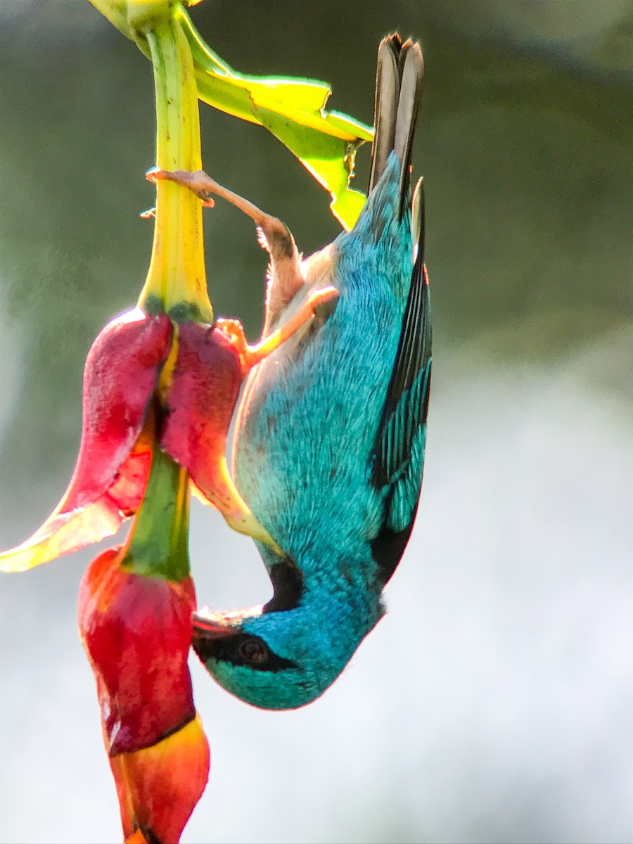 Blue Dacnis - ML645498083