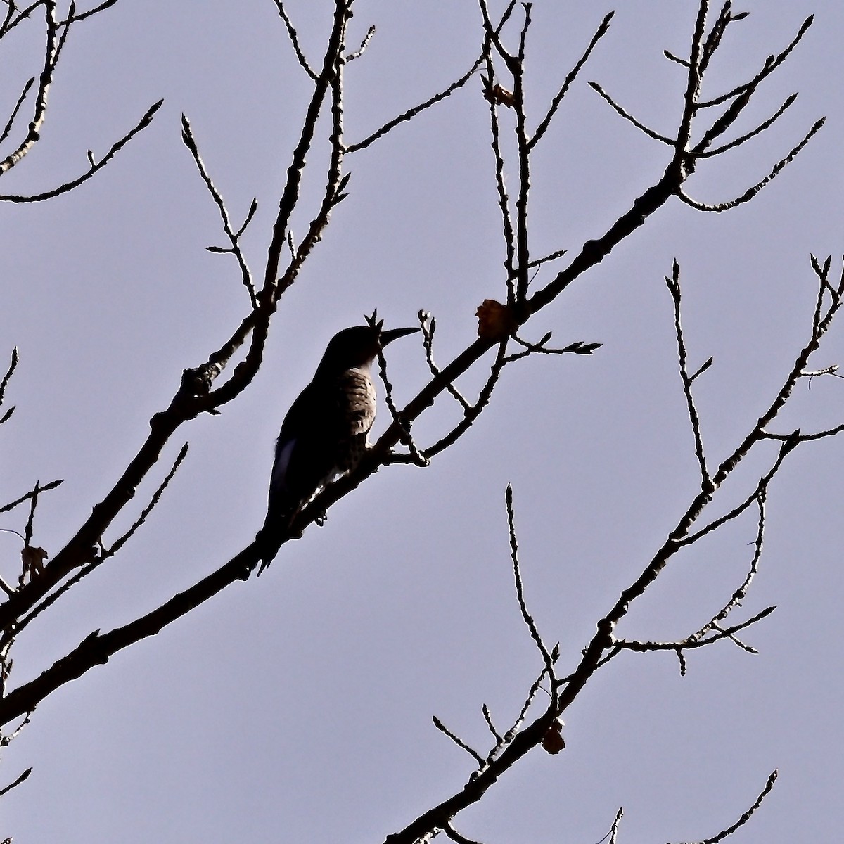 Northern Flicker - ML645498084