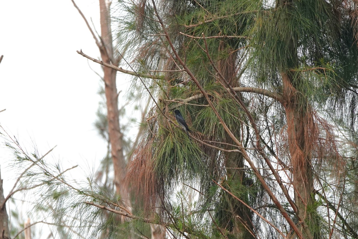 Black Drongo - ML645498085