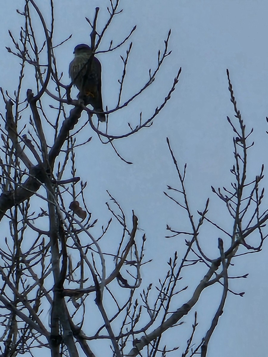 Merlin - ML645498087