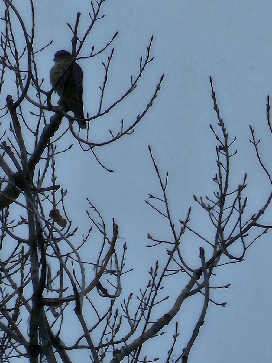 Merlin - ML645498088