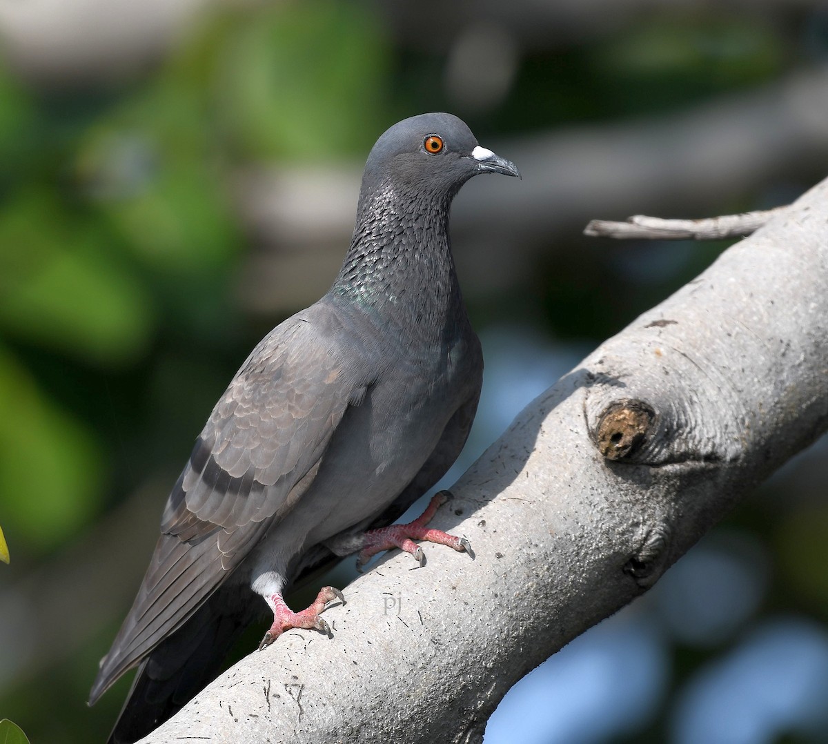Rock Pigeon (Feral Pigeon) - ML645498089
