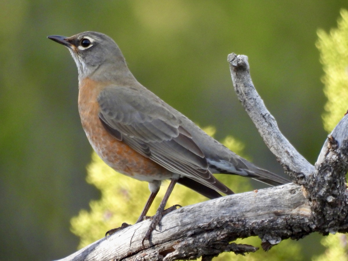 American Robin - ML645498090