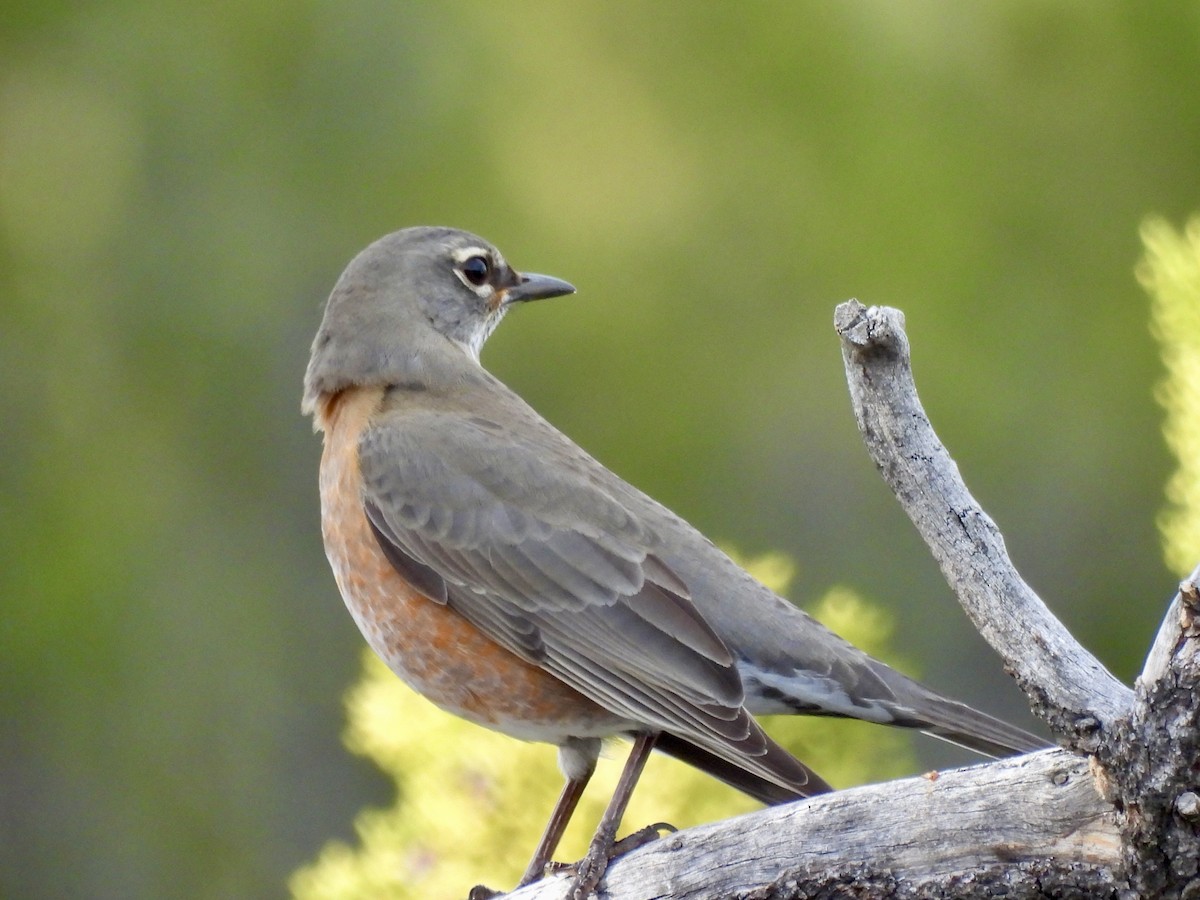 American Robin - ML645498091