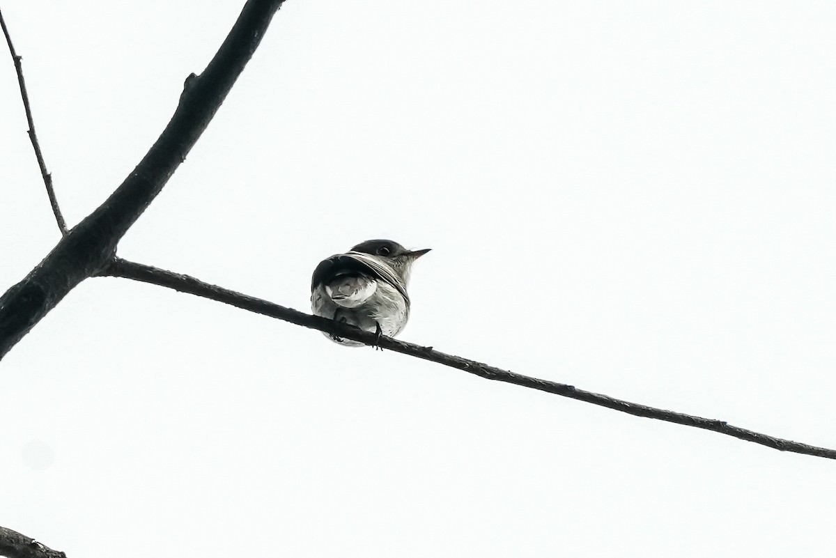 Asian Brown Flycatcher - ML645498092