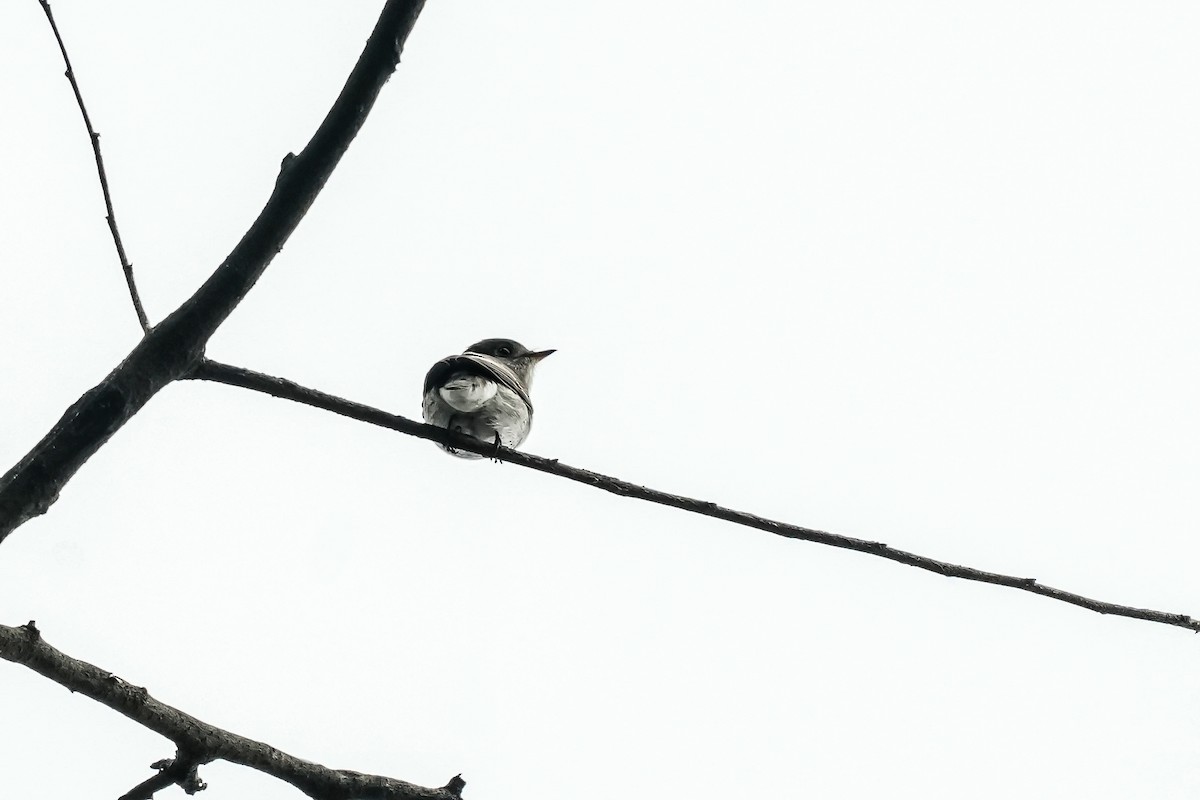 Asian Brown Flycatcher - ML645498093