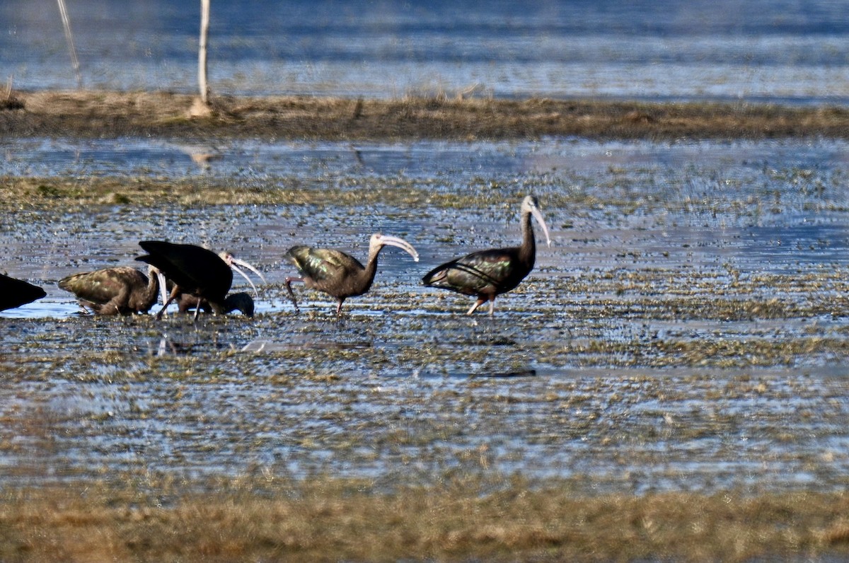 Glossy/White-faced Ibis - ML645498095