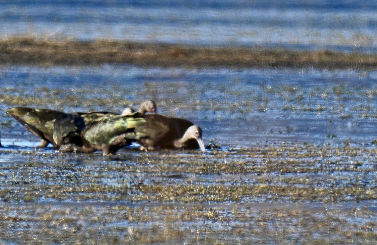 Glossy/White-faced Ibis - ML645498096