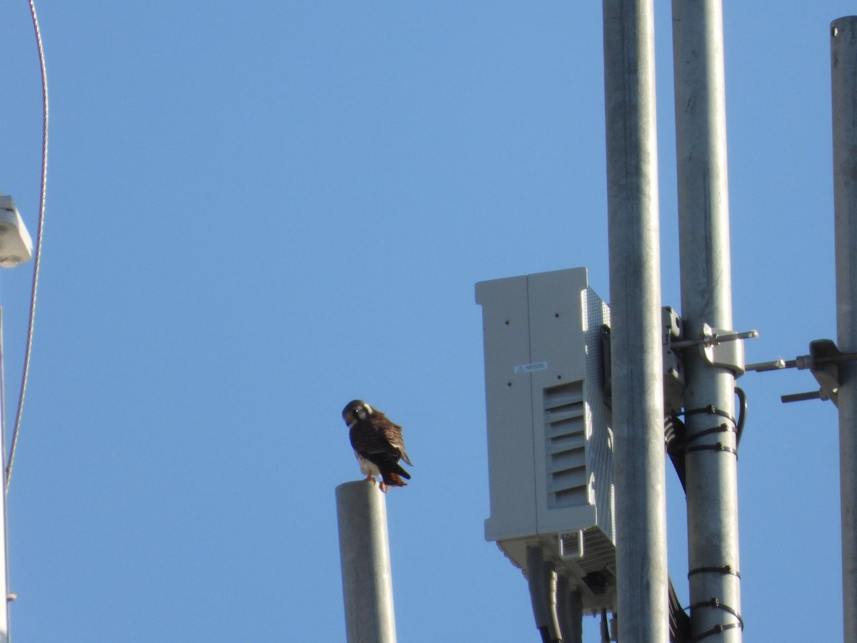 American Kestrel - ML645498097