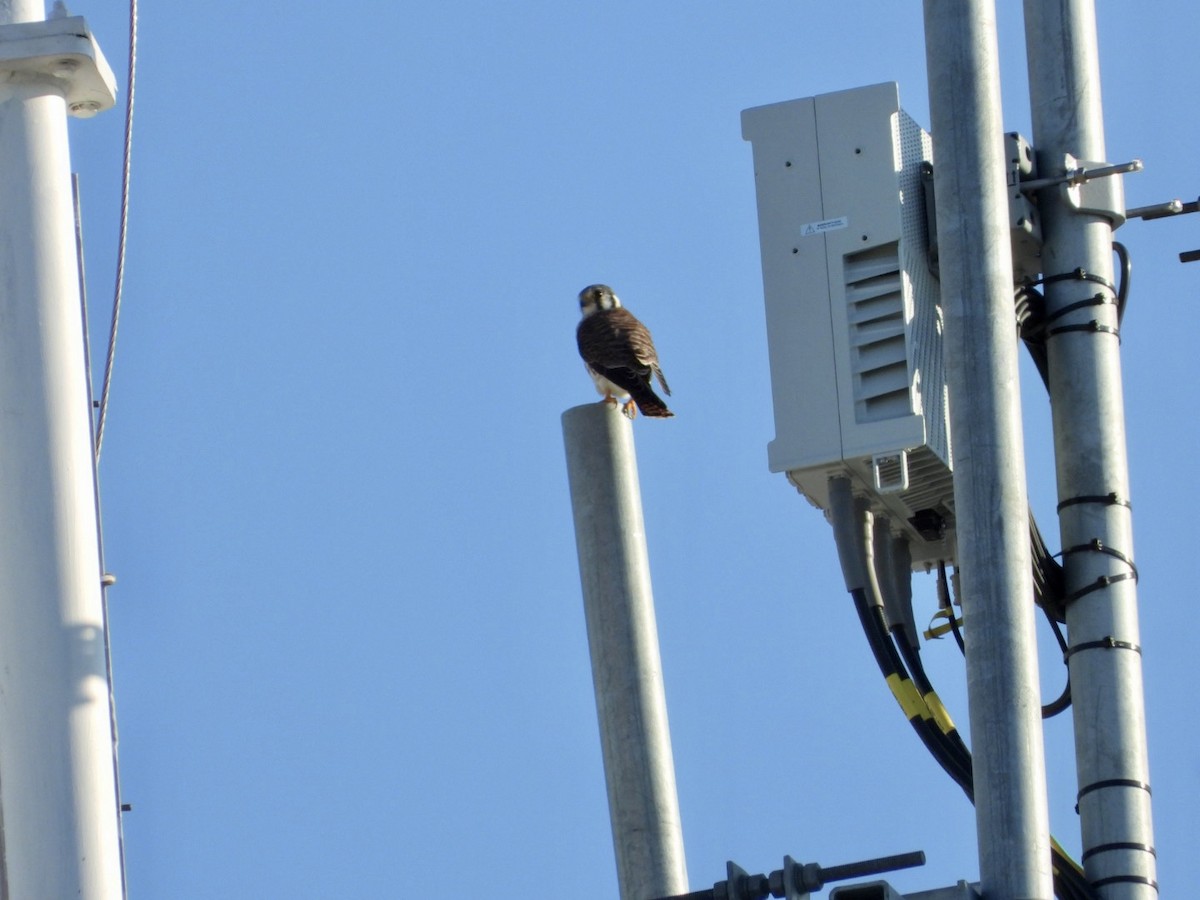 American Kestrel - ML645498098