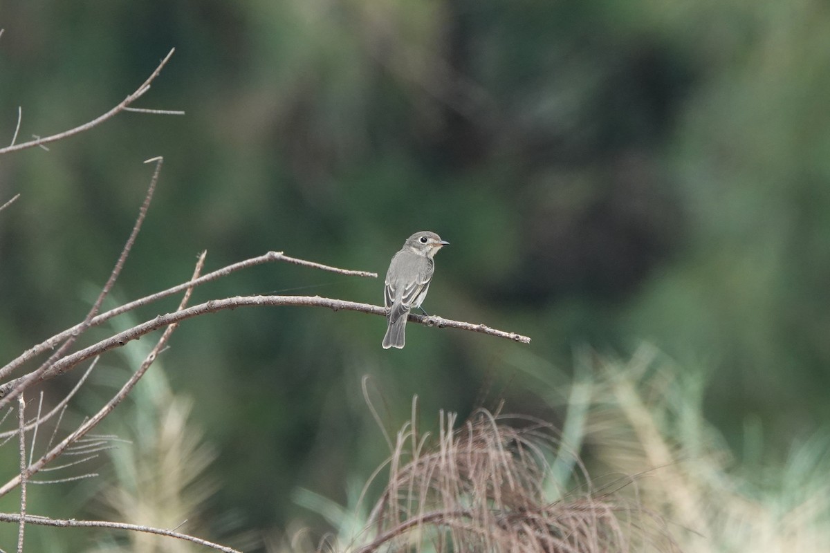 Asian Brown Flycatcher - ML645498099