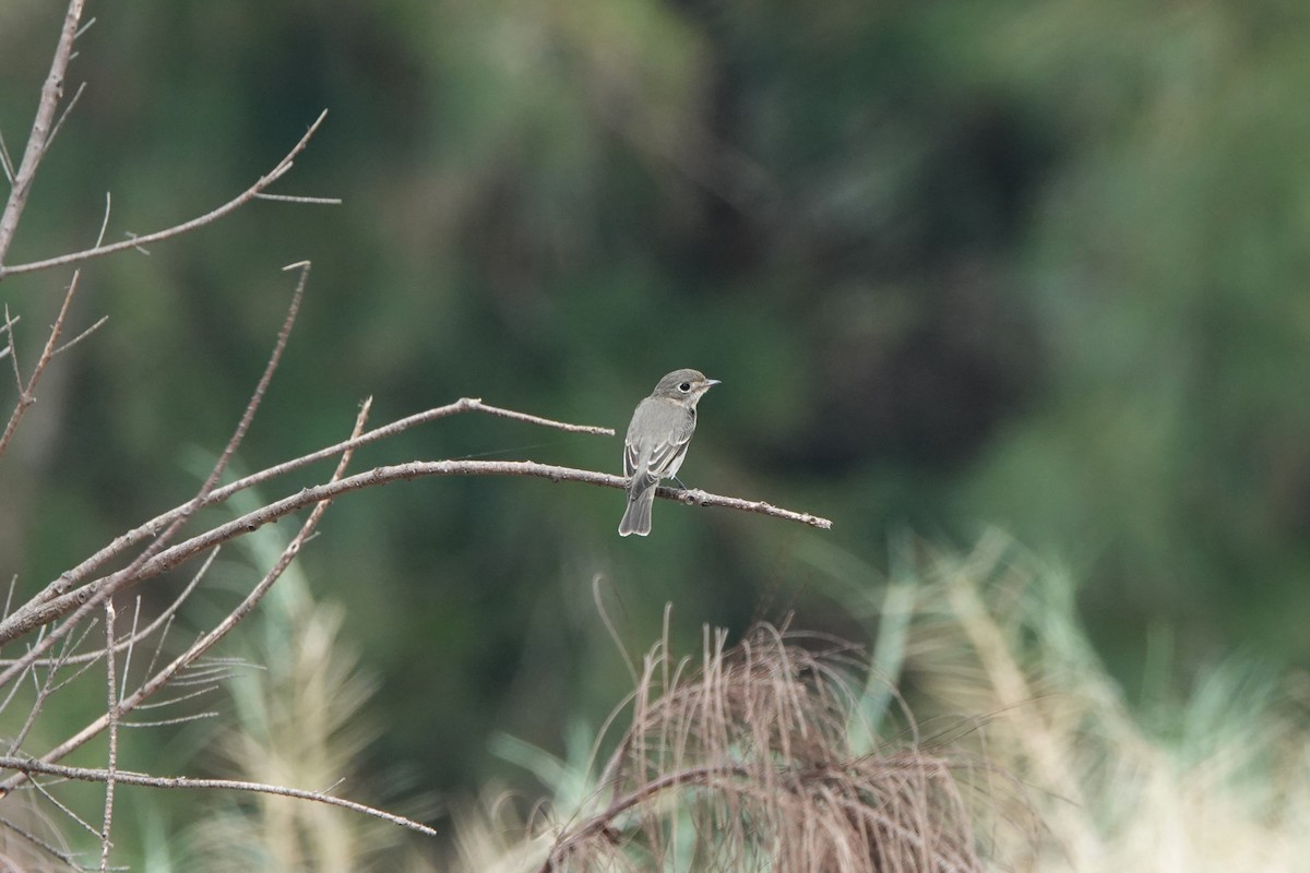 Asian Brown Flycatcher - ML645498100