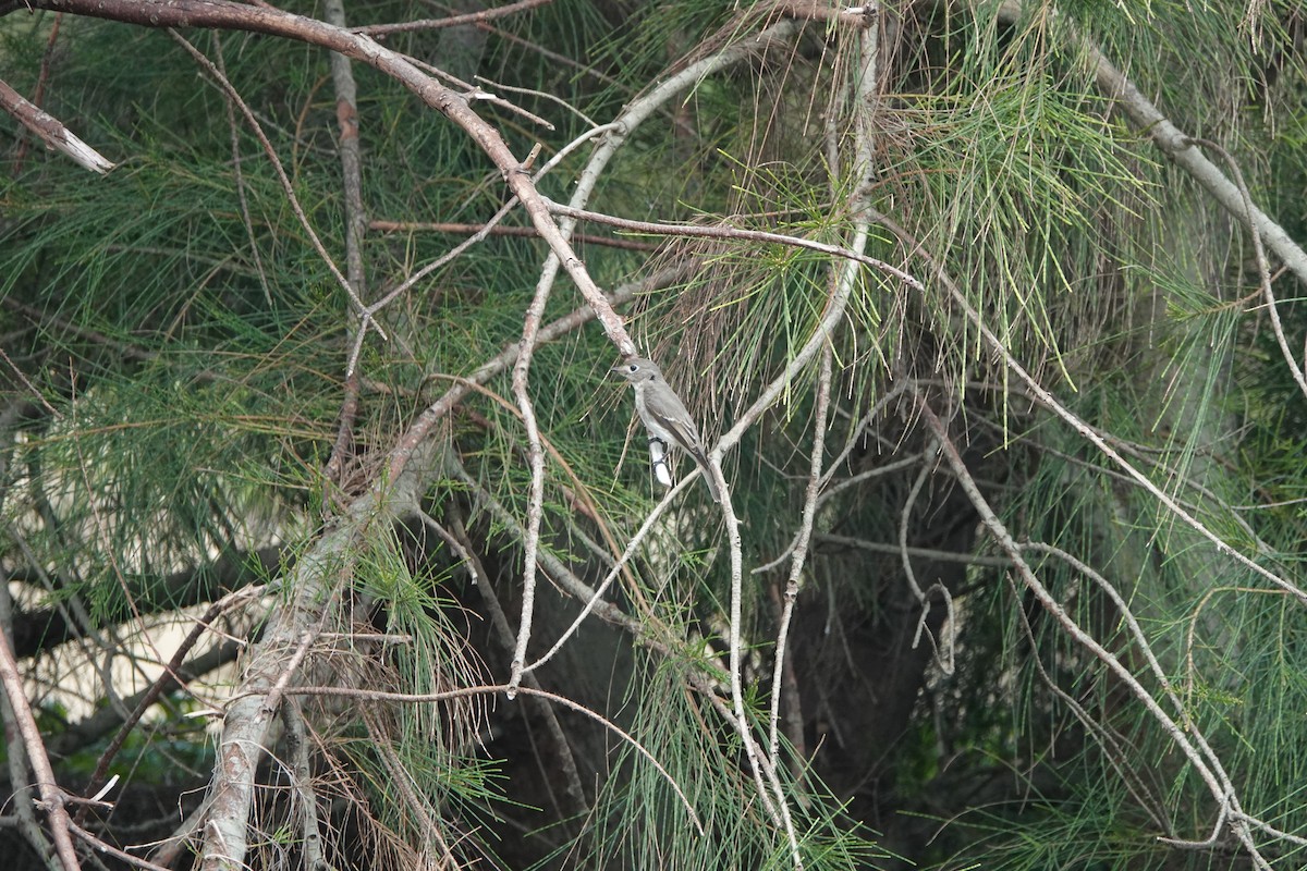 Asian Brown Flycatcher - ML645498101