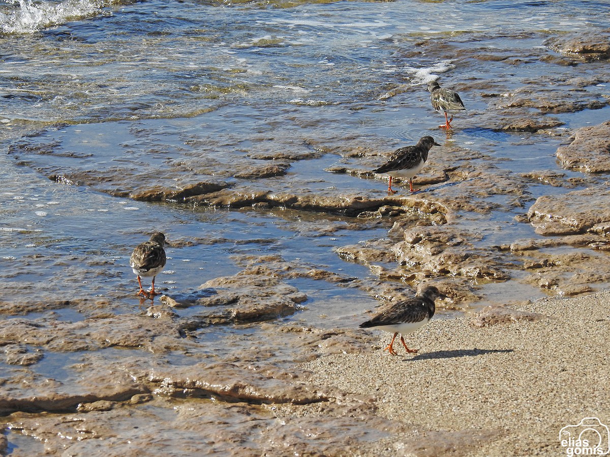 Ruddy Turnstone - ML645498102