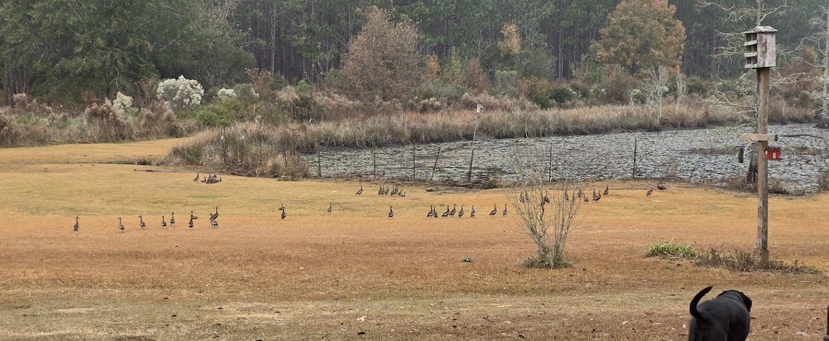 Black-bellied Whistling-Duck (Northern) - ML645498104
