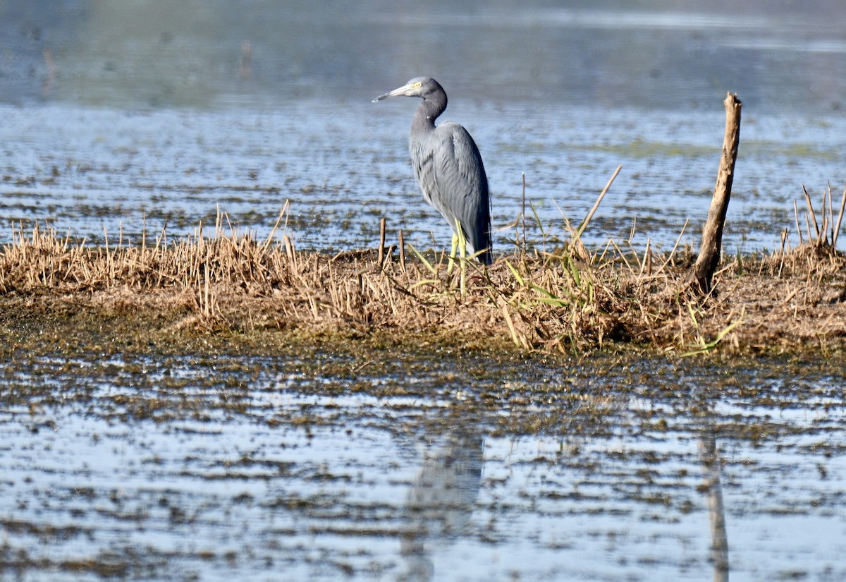 Little Blue Heron - ML645498106