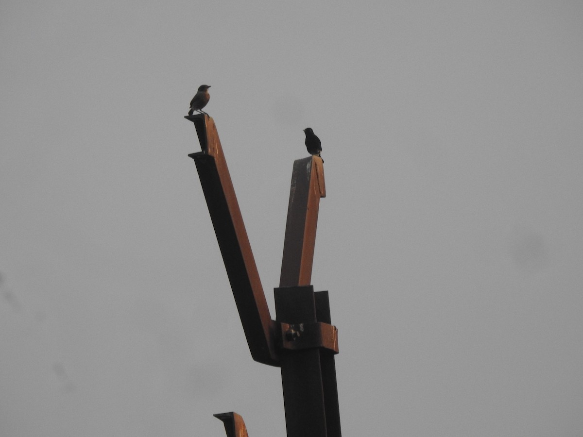 Tarabilla Pía - ML645498107