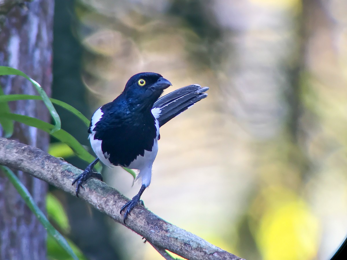 Magpie Tanager - ML645498114