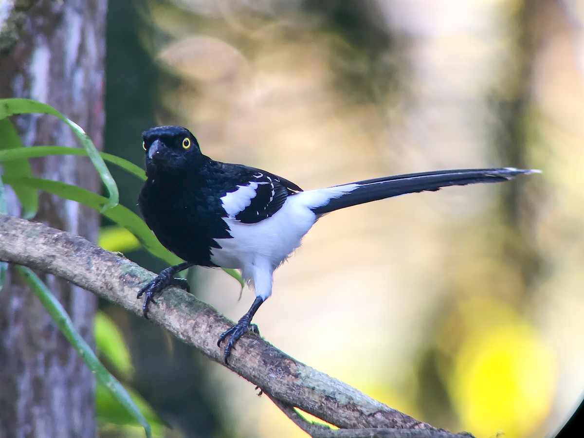 Magpie Tanager - ML645498115