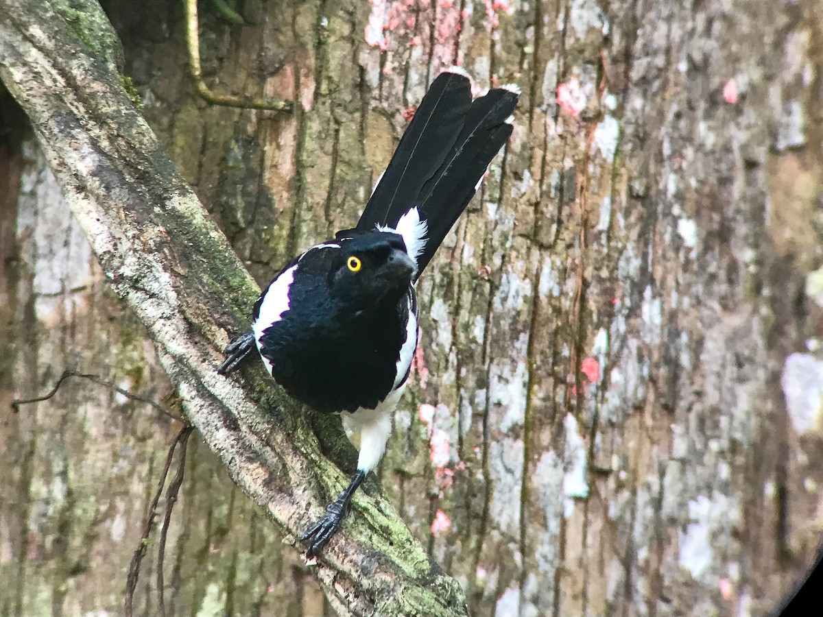 Magpie Tanager - ML645498116