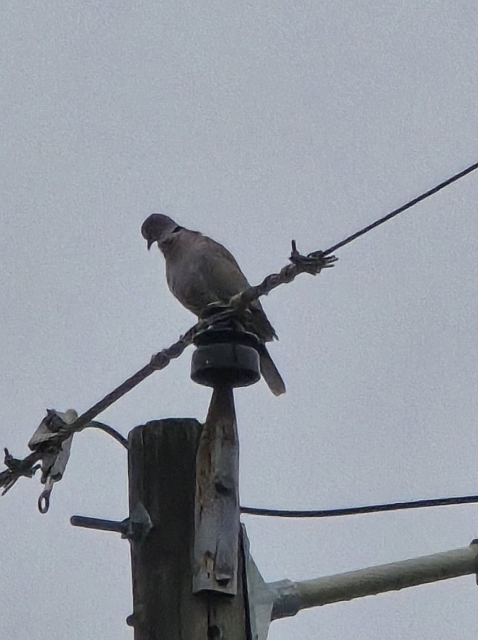 Eurasian Collared-Dove - ML645498123