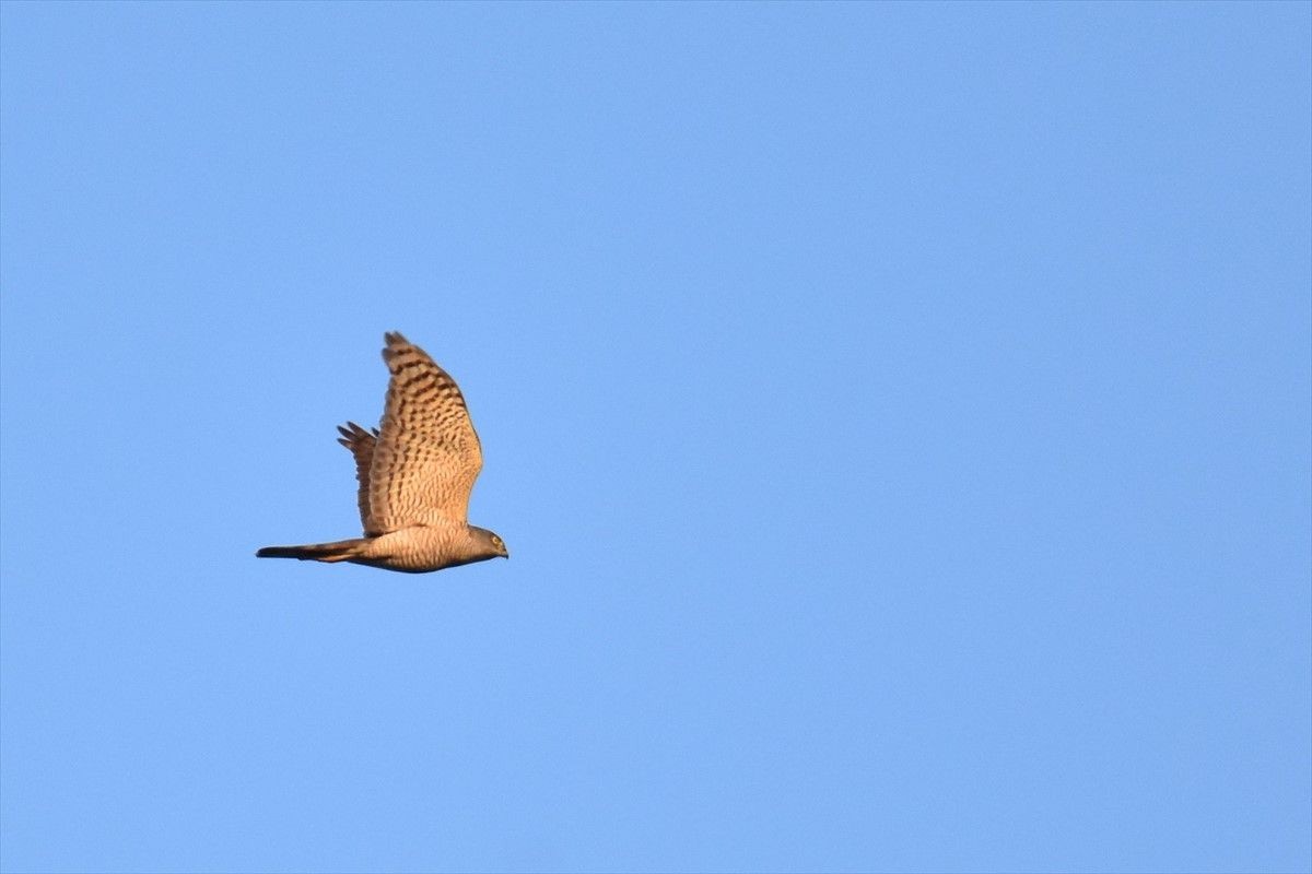 日本松雀鷹 - ML645498124