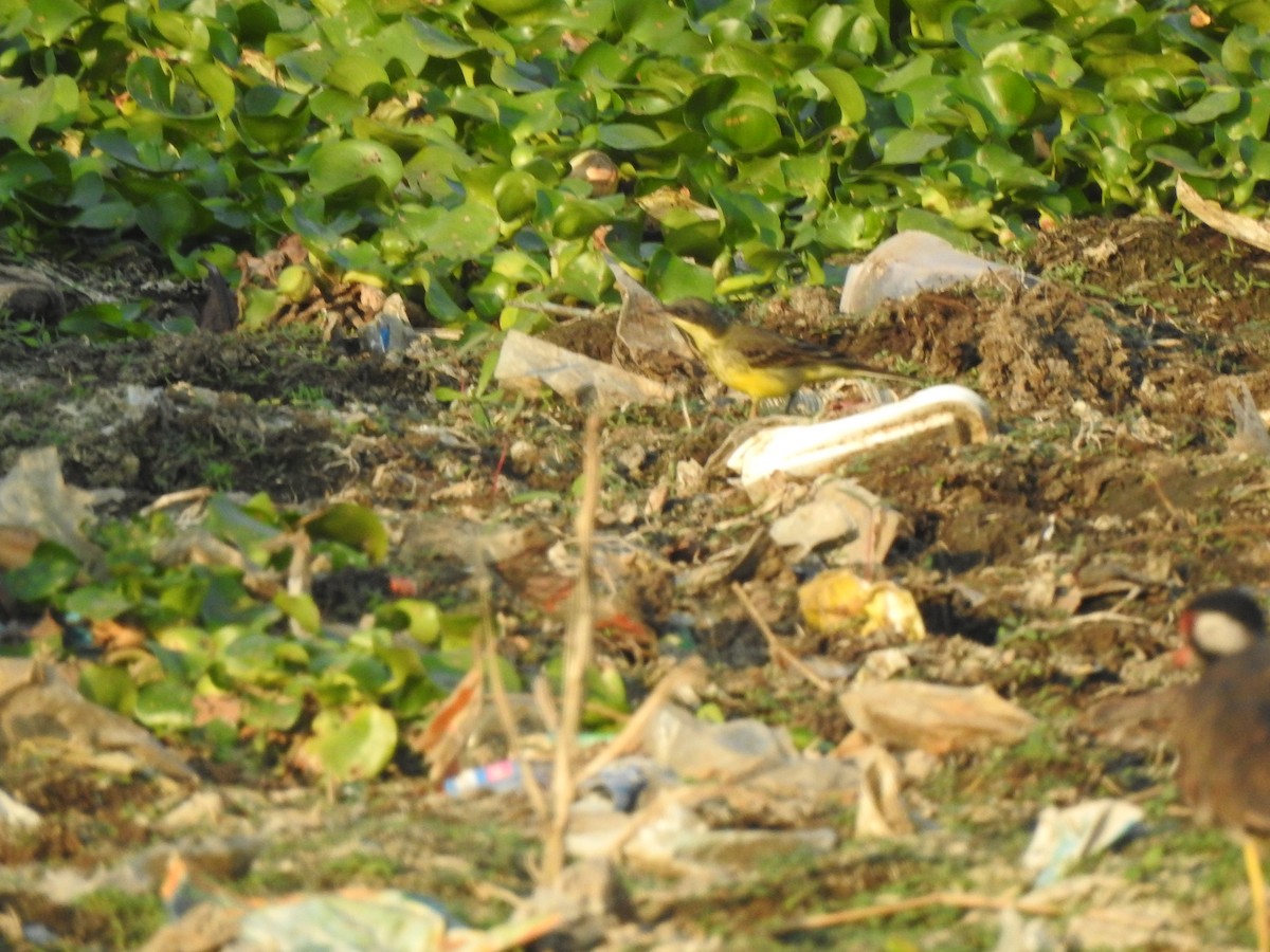 Lavandera Boyera - ML645498125