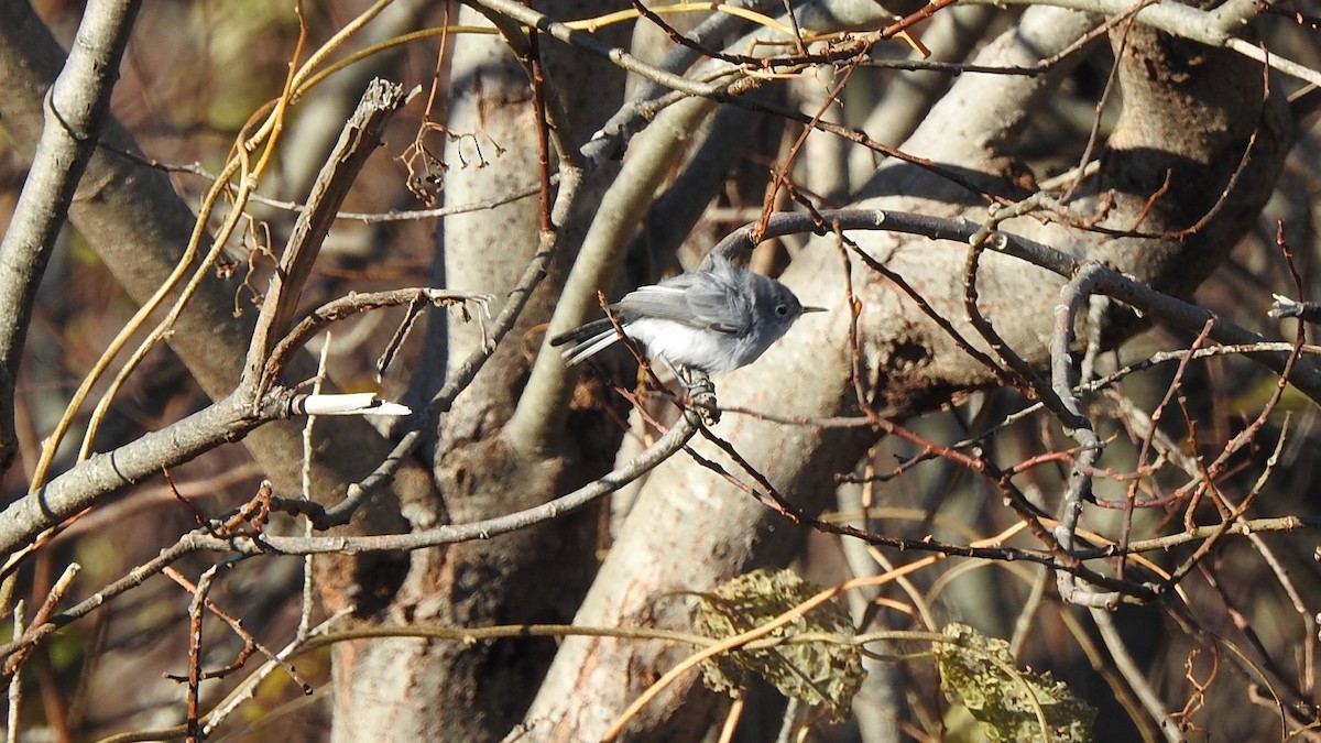 Blue-gray Gnatcatcher - ML645498126