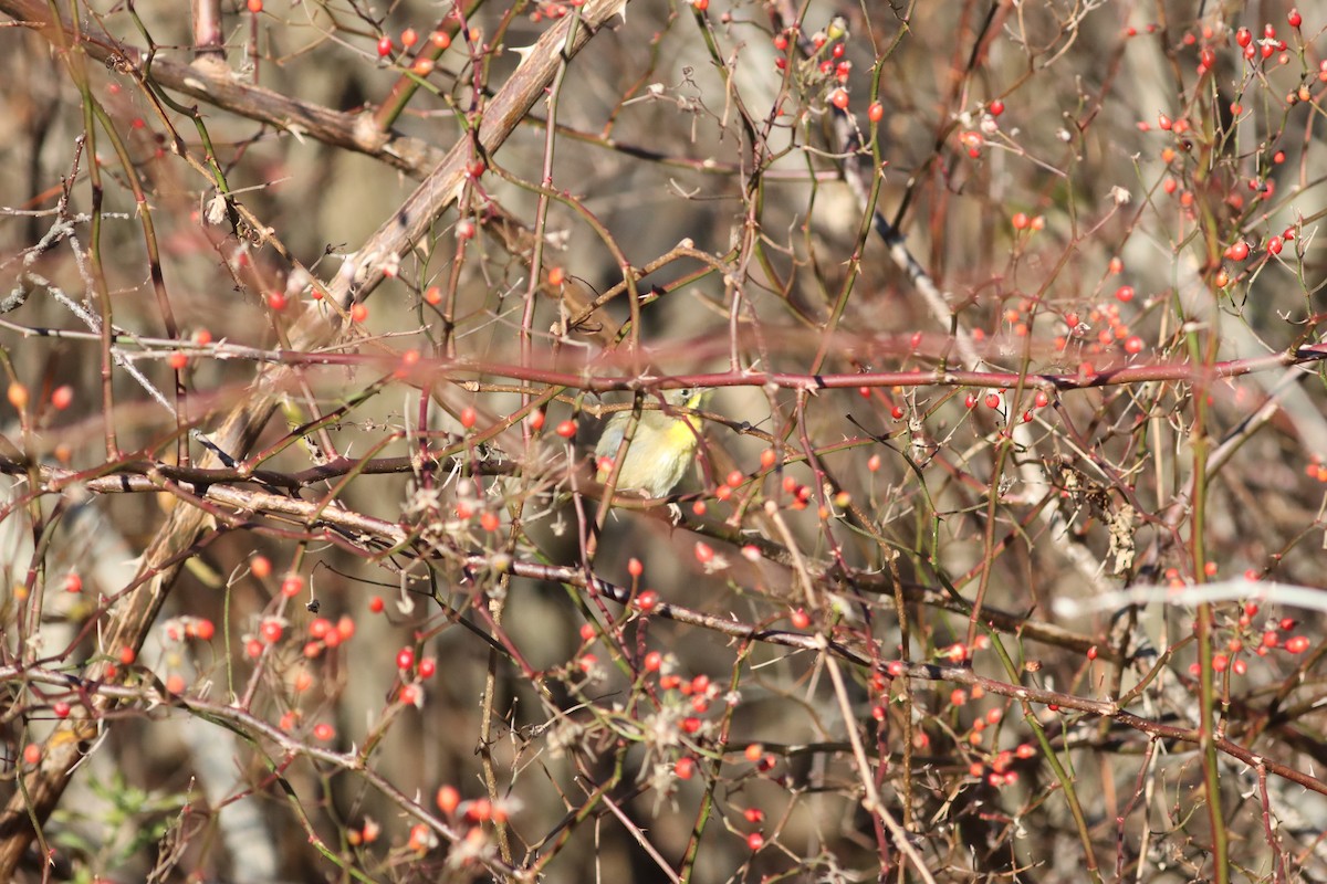 Common Yellowthroat - ML645498131