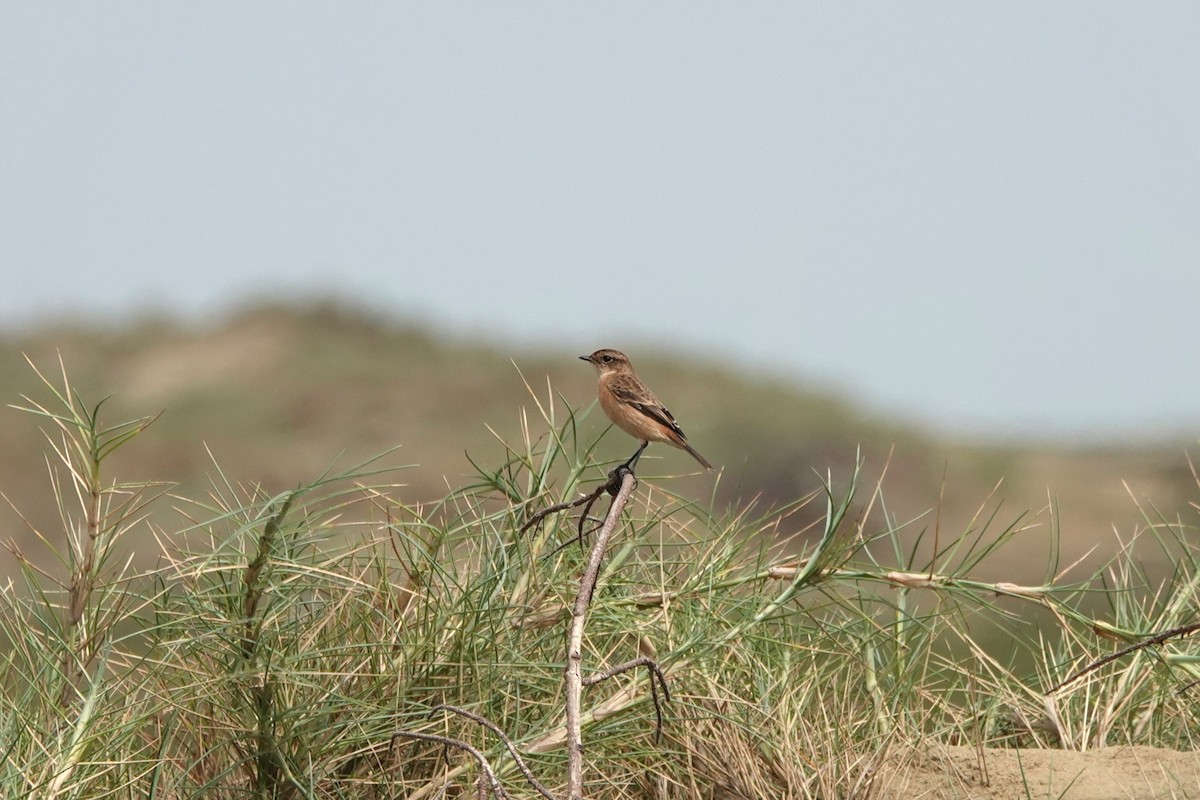 Amur Stonechat - ML645498134