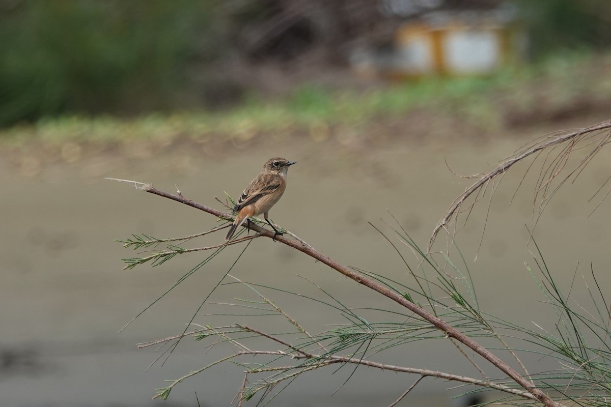 Amur Stonechat - ML645498135