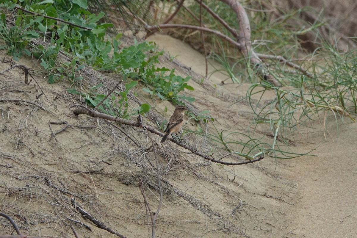 Amur Stonechat - ML645498136