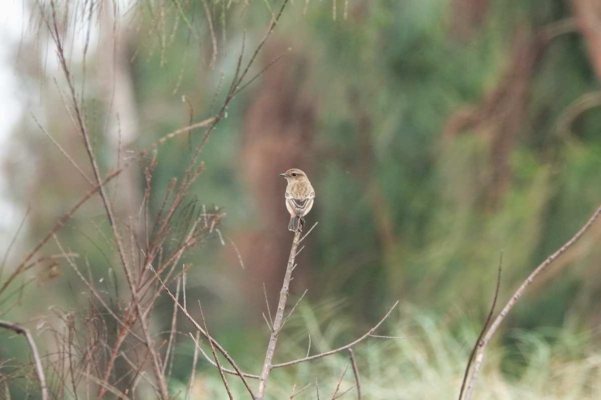 Amur Stonechat - ML645498137