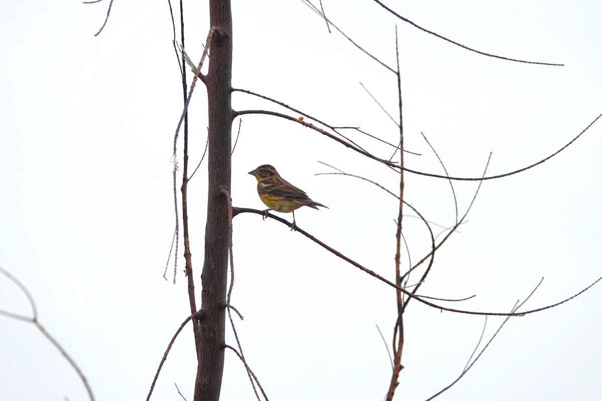 Вівсянка лучна - ML645498140