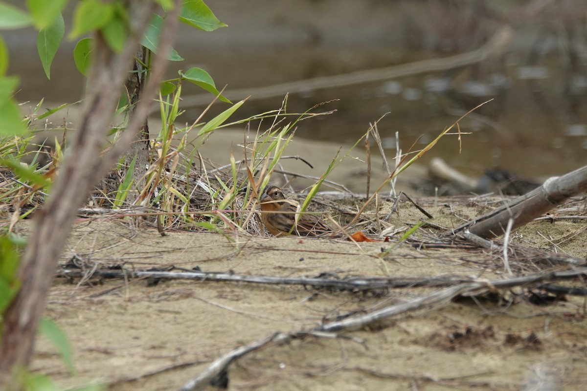 Вівсянка лучна - ML645498141