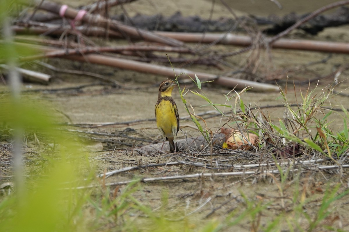 Вівсянка лучна - ML645498142