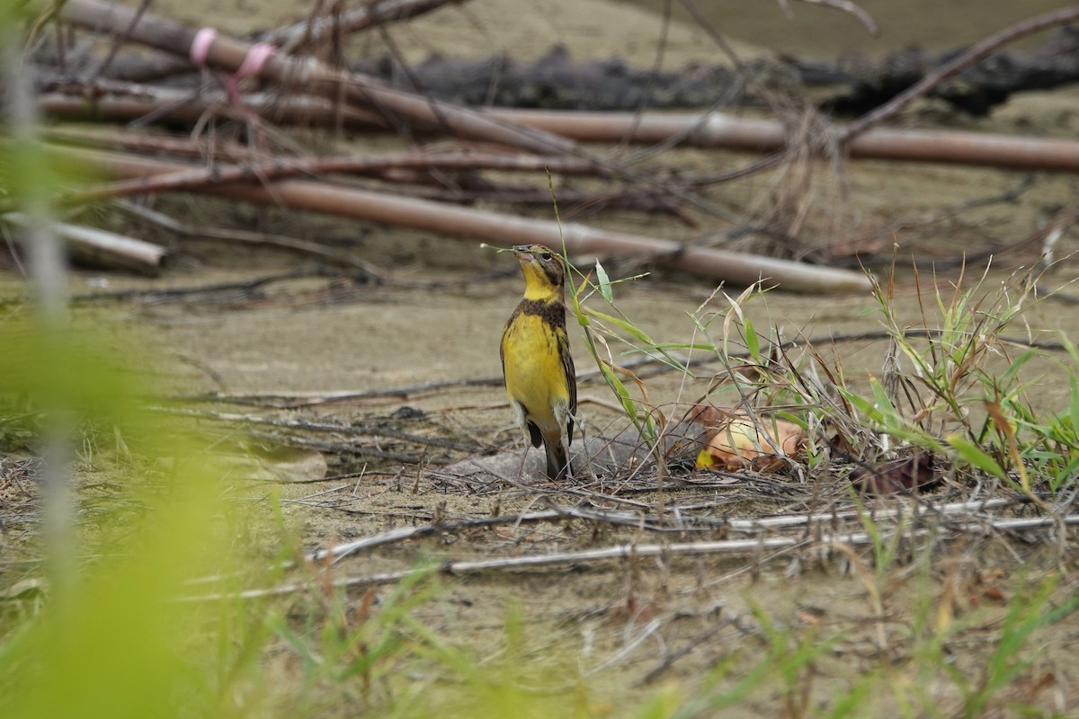 Вівсянка лучна - ML645498143