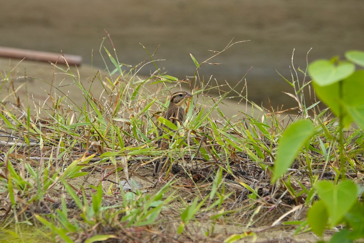 Вівсянка лучна - ML645498144