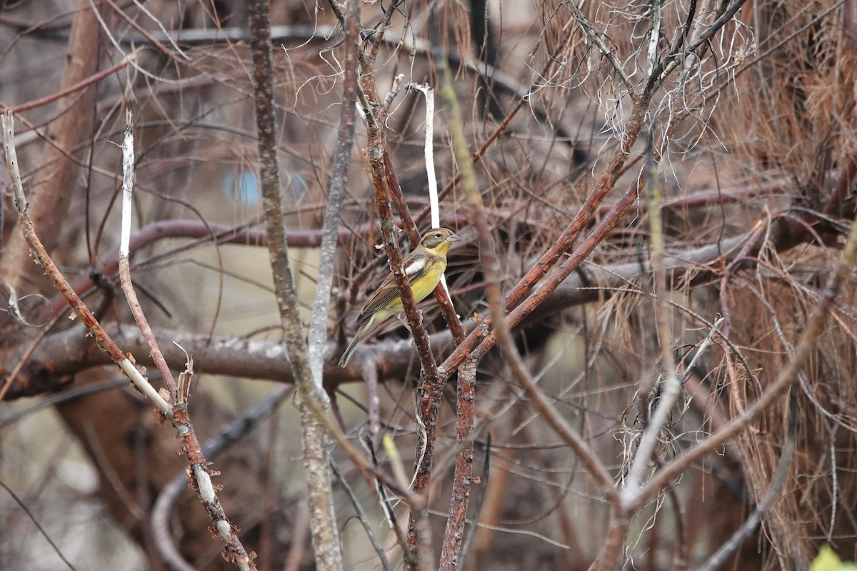 Вівсянка лучна - ML645498145