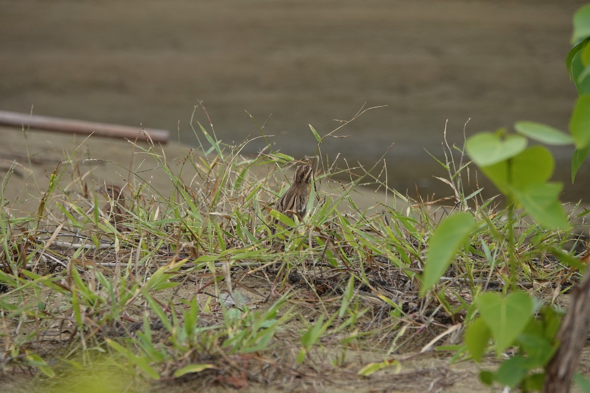 Yellow-breasted Bunting - ML645498146