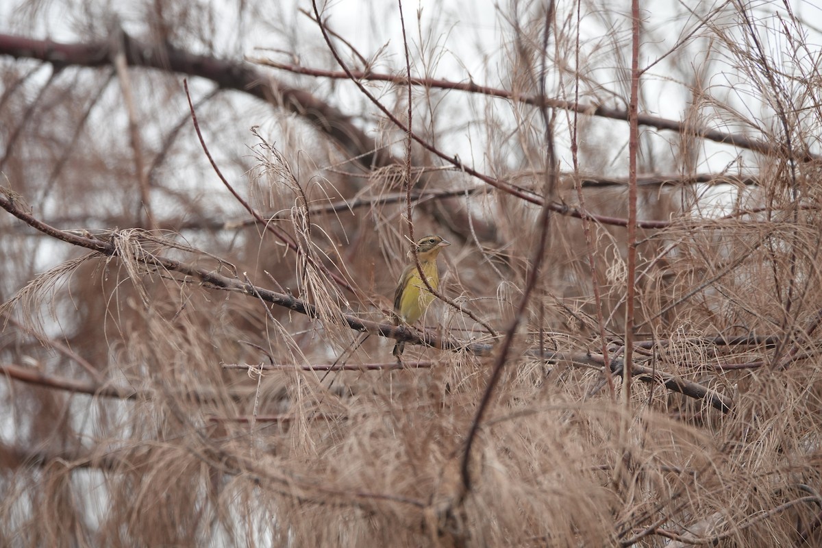 Вівсянка лучна - ML645498147