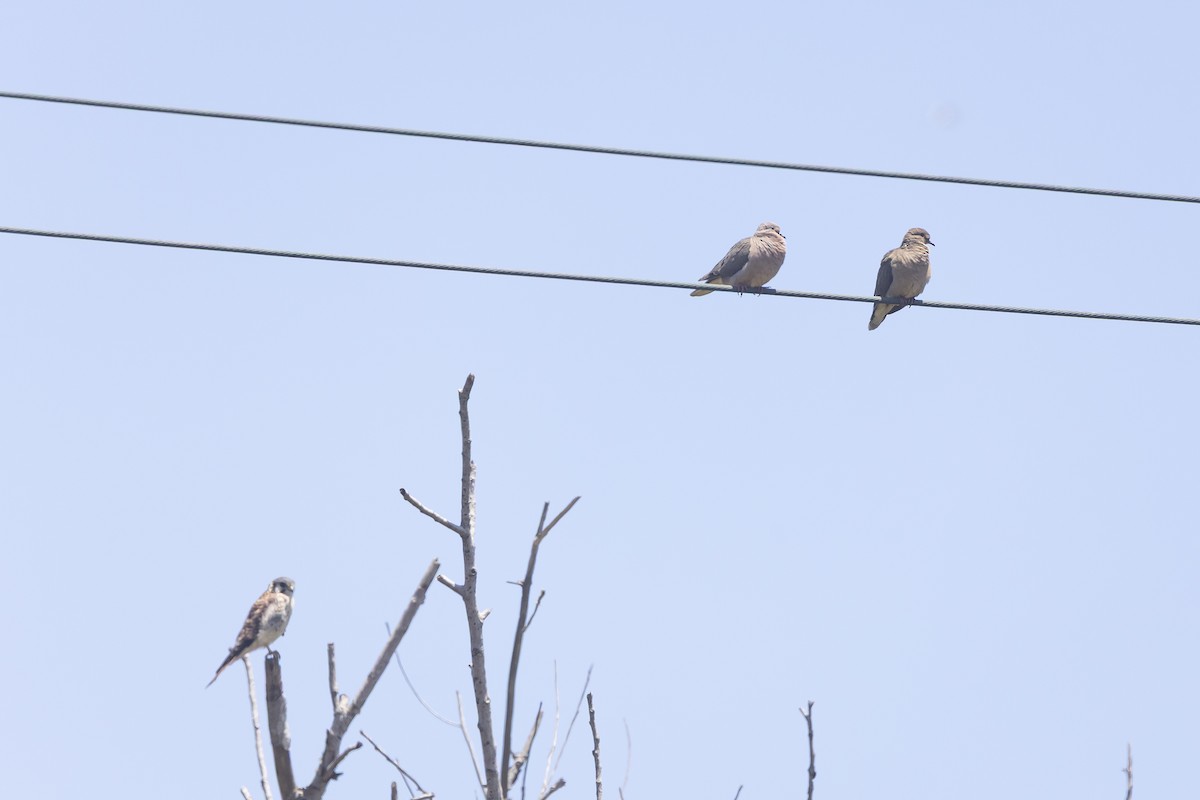 Eared Dove - ML645498149