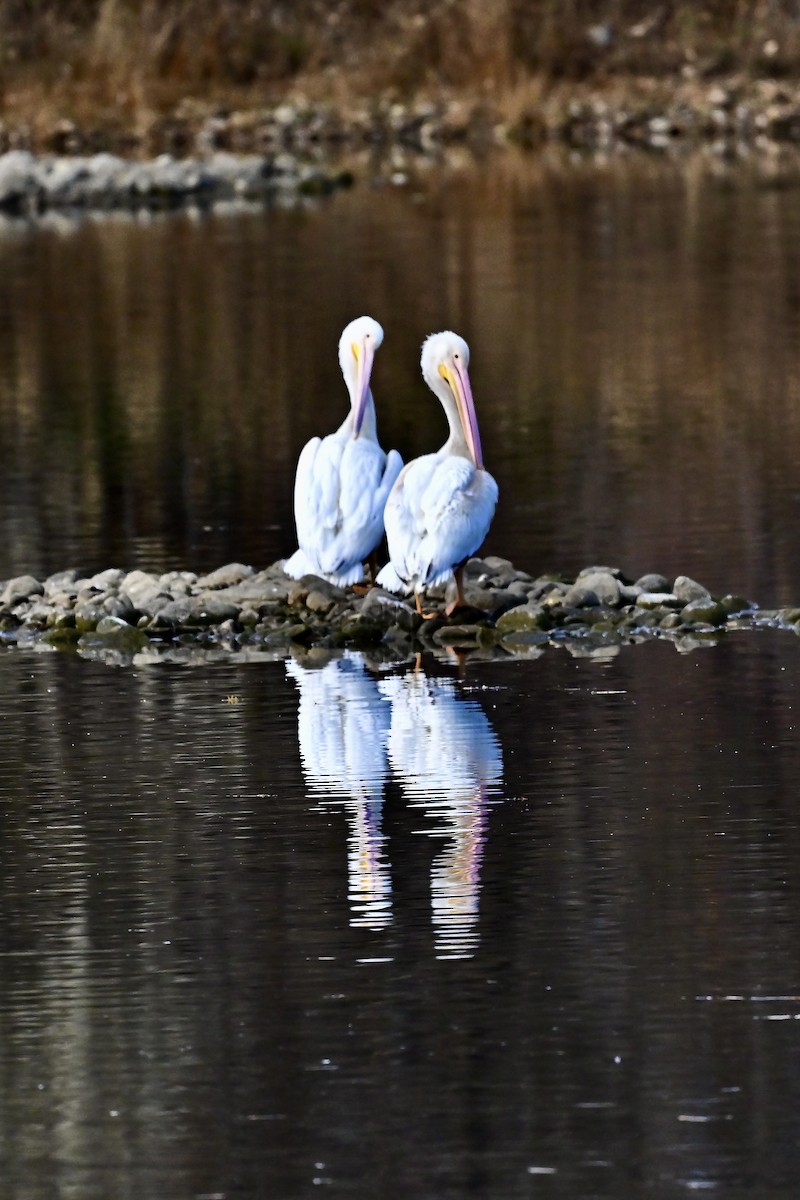 American White Pelican - ML645498150